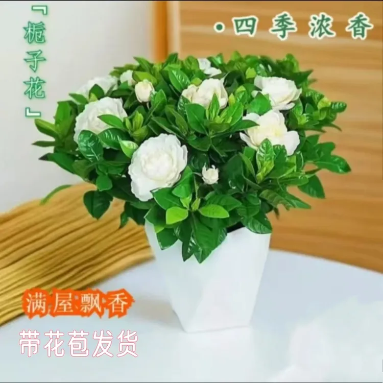 正宗栀子花浓香型盆栽花卉室内植物花苞四季净化空气开花好养