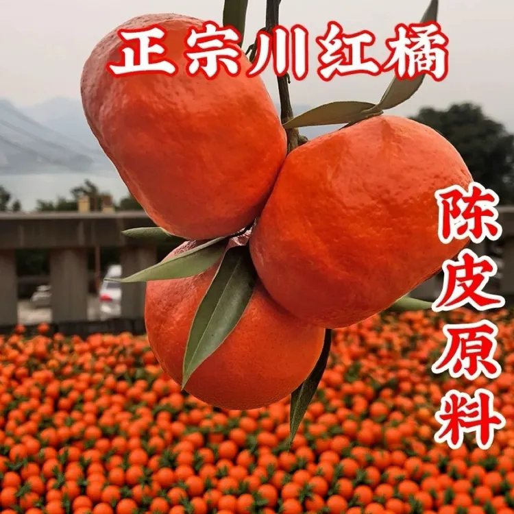 万州古红桔 川红橘小柑新鲜陈皮孕妇水果大红袍 正宗重庆老树柑子