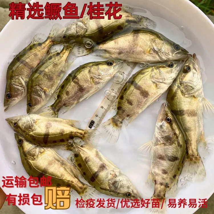 淡水鳜鱼桂花鱼 翘嘴白鳜观赏鱼活体冷水猛鱼包邮