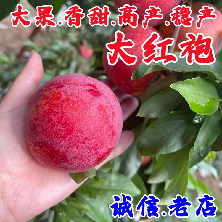 嫁接耐寒大红袍李子树苗特大蜜甜抗冻李子苗盆栽庭院南方北方种植
