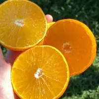 【老沙严选】上琯家香甜红美人礼盒5.8斤左右礼盒装