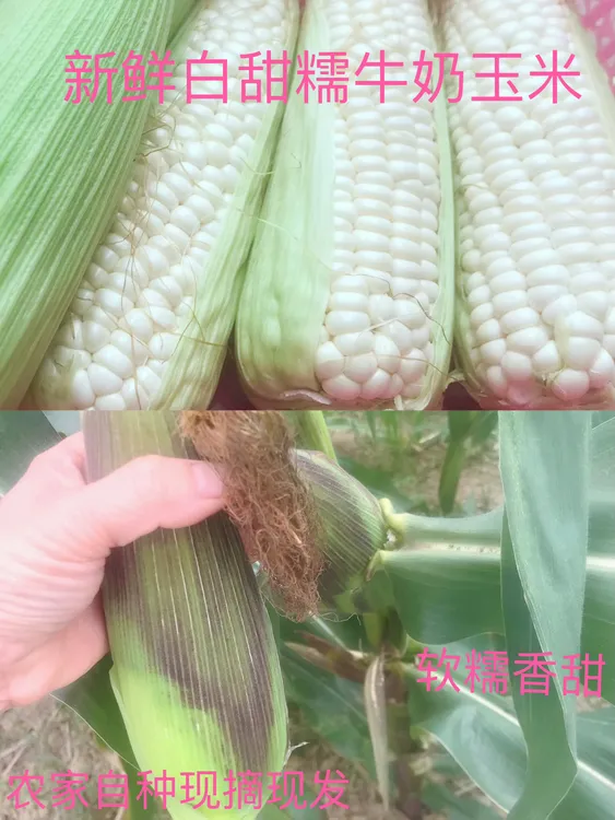 正宗广西农家白甜糯868玉米又甜又糯特别好吃，现摘现发