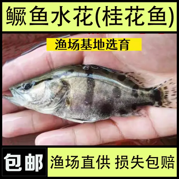 批发小鳜鱼水花苗桂花鱼水花养殖鱼幼体挂鱼凶猛鲑鱼苗季花鱼观赏