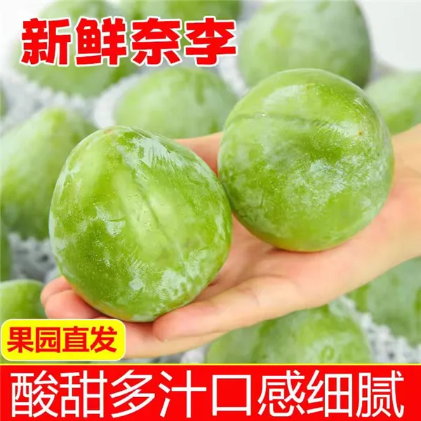 东江湖青皮奈李10斤装顺丰发货