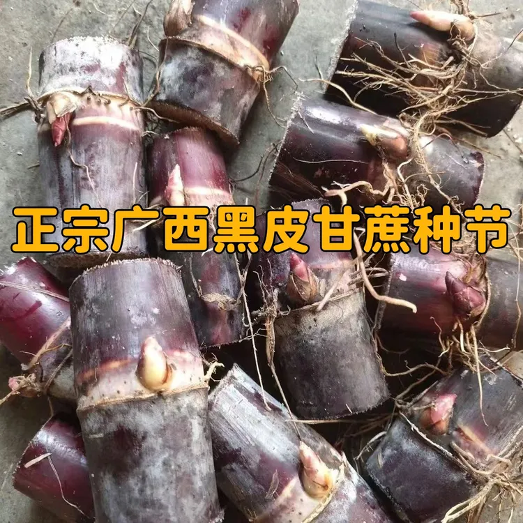 广西黑皮甘蔗种茎节盆栽黄皮甘蔗种节尾巴苗芽孢饱满容易发芽
