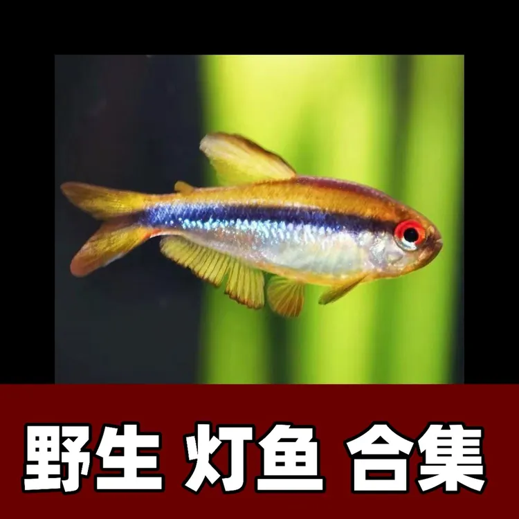 【直播专用】高端灯鱼合集