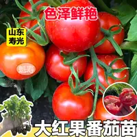 大红番茄秧苗阳台盆栽苗子樱桃小番茄苗子圣女果苗子四季种植苗子