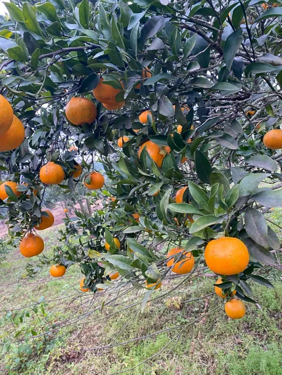 资中椪柑自家果园种植现摘现发
