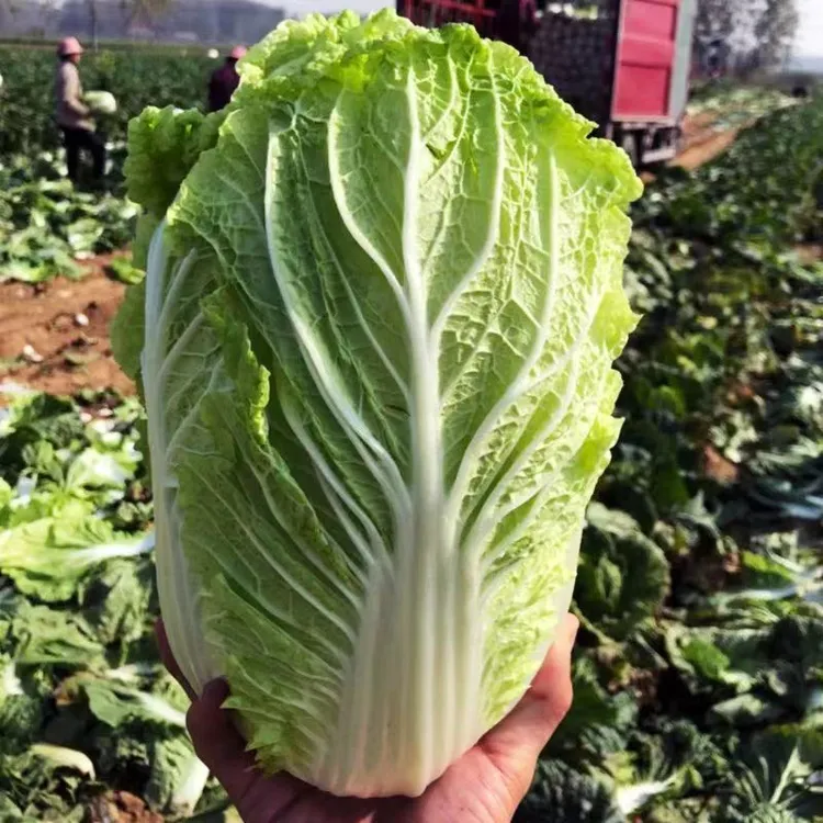 贵州高原乡村农家自种露天生长大白菜