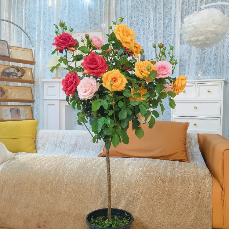 【高1.1-1.3米】藤彩虹月季棒棒糖3-6色变色龙带花苞发货庭院盆栽树