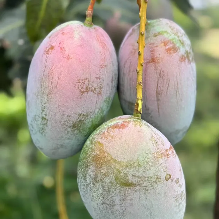 凯特芒果新鲜现摘10斤包邮酸甜多汁软糯香甜当季水果