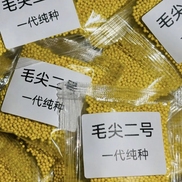 毛尖二号一代抗病高产适合海拔2400以下