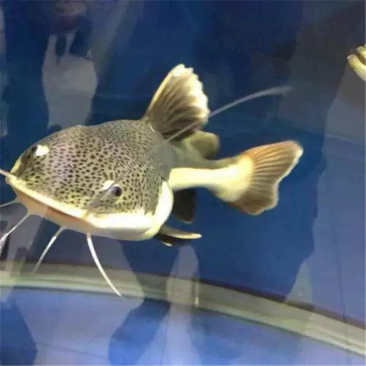 招财猫鱼红尾鲶鱼大型热带观赏鱼底层活体鱼苗皮实好养