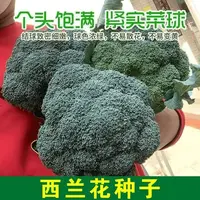 西兰花种子春秋季花椰菜蔬菜种孑耐寒绿菜花四