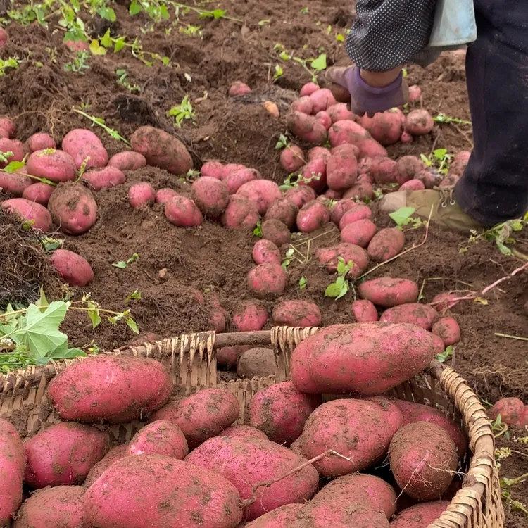 2025云南高山应季新鲜红皮黄心土豆3斤/5斤口感粉面产地直达现挖