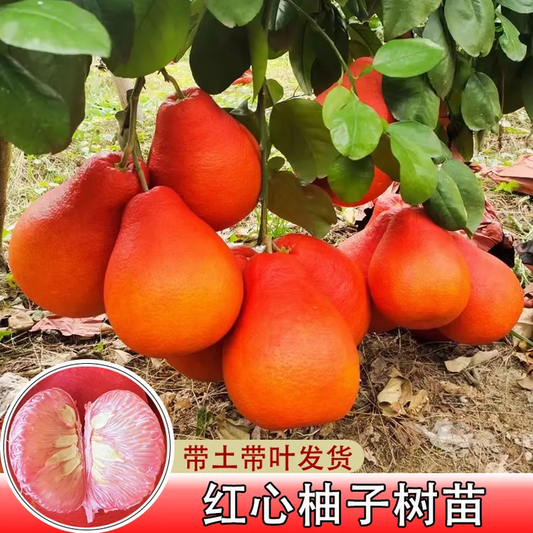 正宗红心柚子树苗带土带叶嫁接沙田柚南方庭院种植暹罗红柚苗盆栽