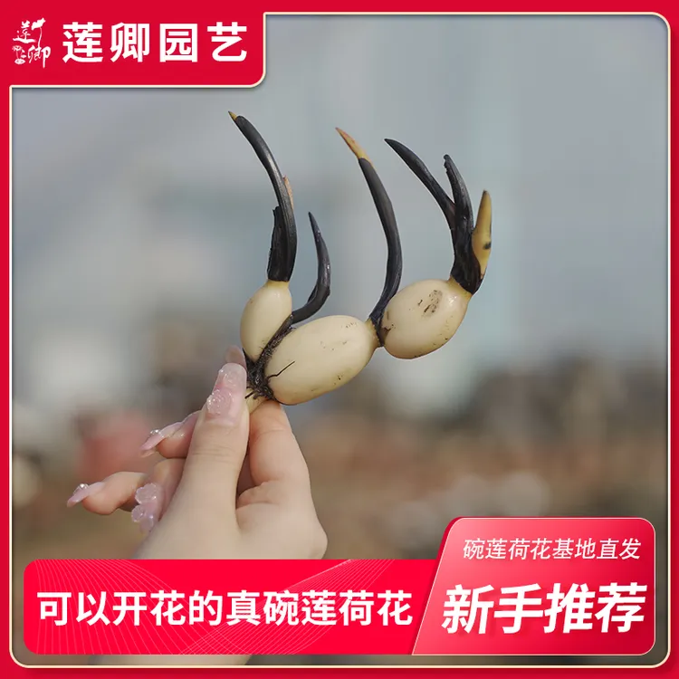 莲卿【精品荷花品种种藕】今年开花露台阳台栽培盆栽开花多观赏种藕