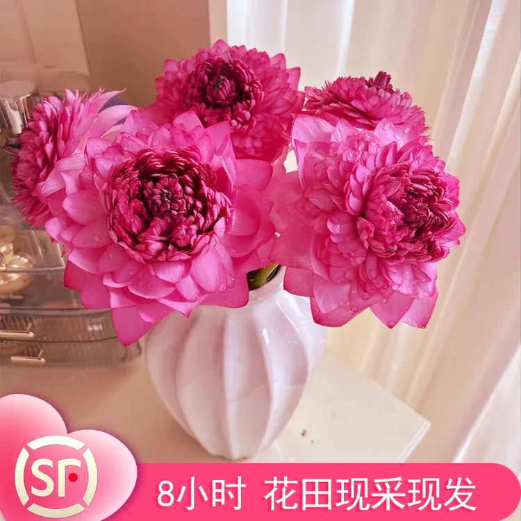顺丰【王千瓣】重瓣新鲜荷花切花插花真荷叶现摘莲花批发花束