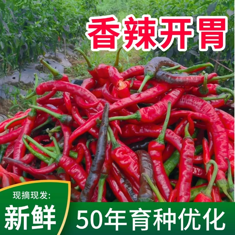 湖南农家自产农家肥高山露天种植新鲜青红辣椒老品种薄皮现摘现发