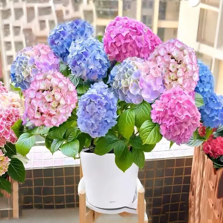 重瓣绣球花苗盆栽老桩无尽夏大苗带花苞四季开花卉植物大花室内