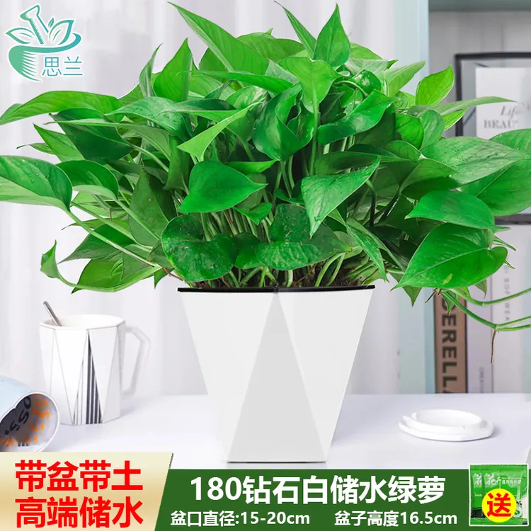 仿瓷钻石盆大绿萝盆栽室内四季常青优质桌面绿植绿箩批发基地直播