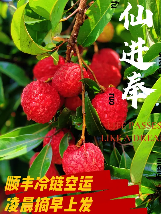 广西麻垌仙进奉新鲜现摘当季水果高端送礼精品5斤整箱原产地空运