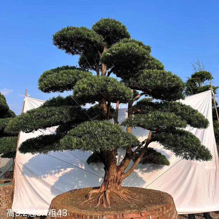 罗汉松庭院造型树盆景迎客松黑松造型树别墅大型日本罗汉松绿树苗