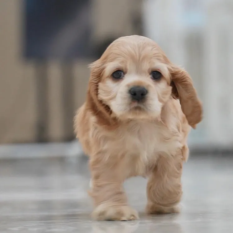 0421拍摄12号美卡美国可卡幼犬弟弟①4.26②5.24