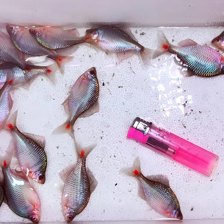 高体鳑鲏 球体群游原生冷水鱼淡水观赏鱼6-8厘米七彩鳑鲏鱼缸黑膜