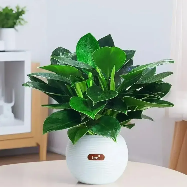 金钻绿公主hc土培植物盆栽室内大叶绿植净化空气好养吸甲醛客厅