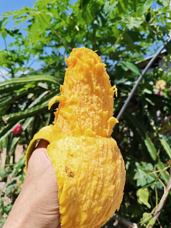 正宗广西百色桂七芒新鲜应季水果核薄肉厚