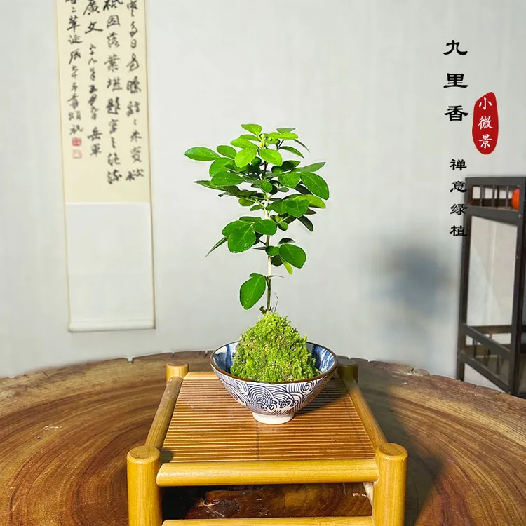 【宏展】单株迷你创意九里香苔藓球新中式绿植