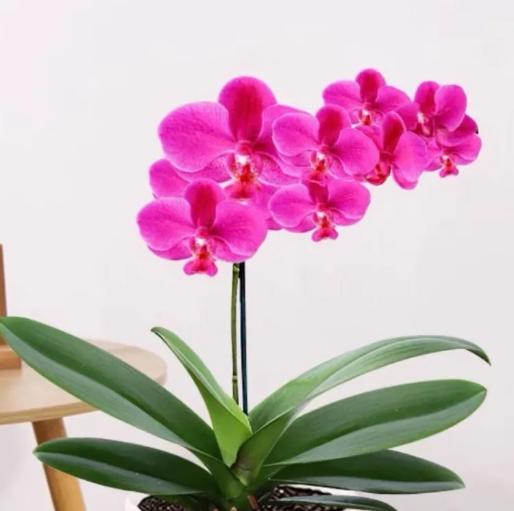 蝴蝶兰盆栽带花剑花卉植物室内四季开花好养