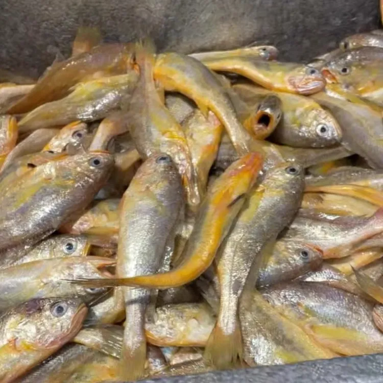 【哈特火】野生新鲜迷你小黄鱼