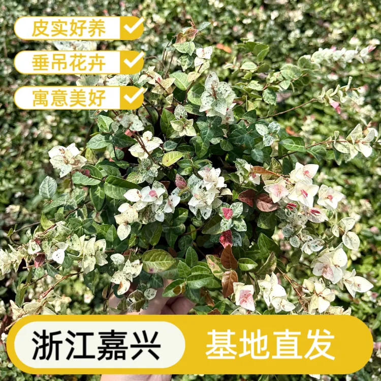 花叶络石盆栽彩色络石耐寒耐热耐晒阳台室外花园地栽植物花卉