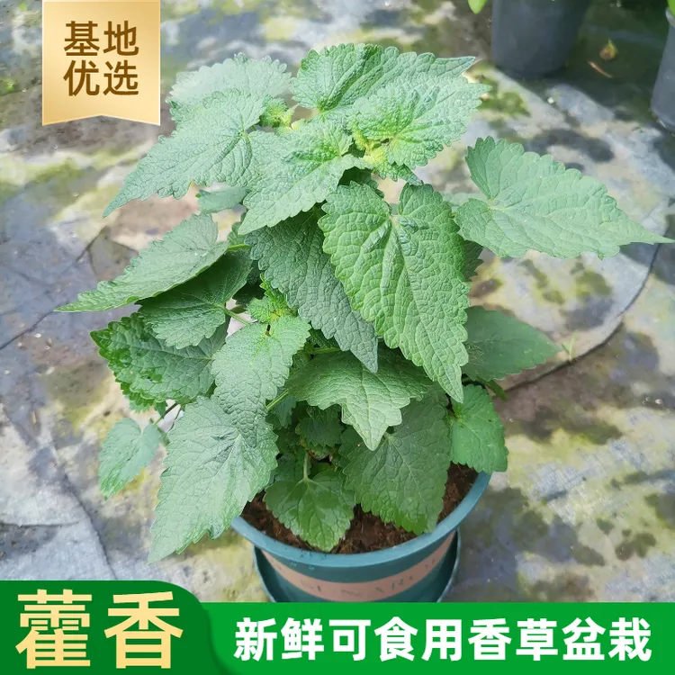 成品藿香苗盆栽解暑泡茶可食用新鲜香草植物五香叶鱼香草庭院种植
