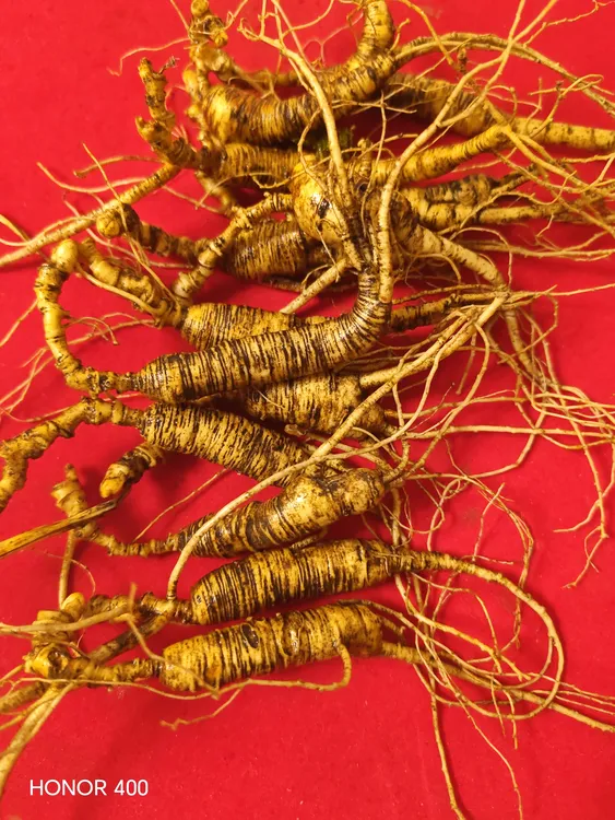 长白山林下参 新鲜高龄籽货 可煲汤泡酒 产地直供 正宗参