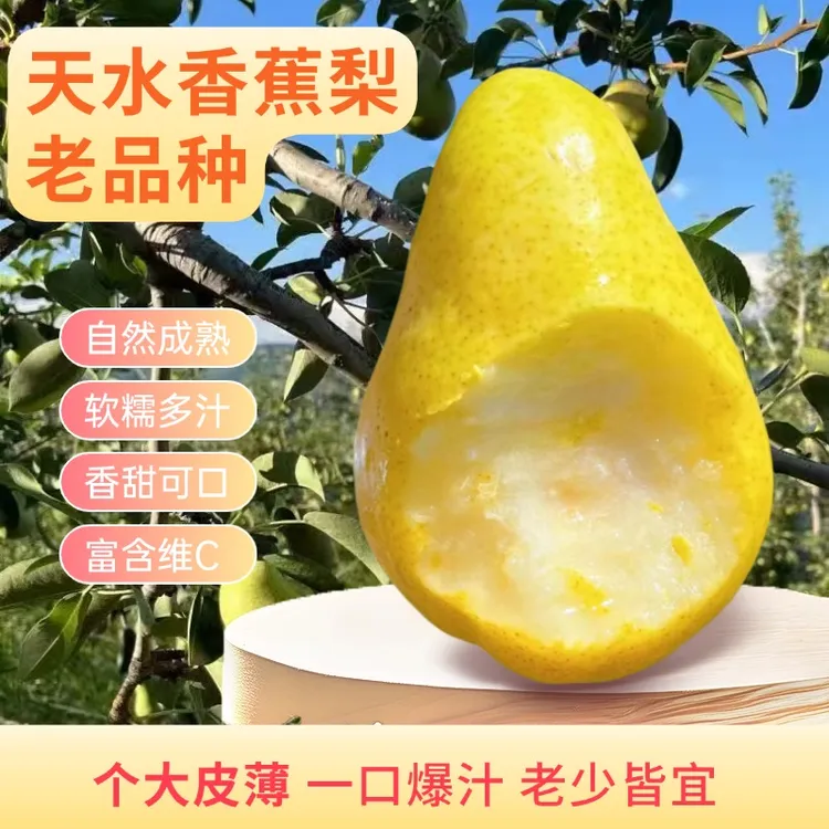 甘肃天水老品种香蕉梨太婆梨啤梨软梨水果老少皆宜