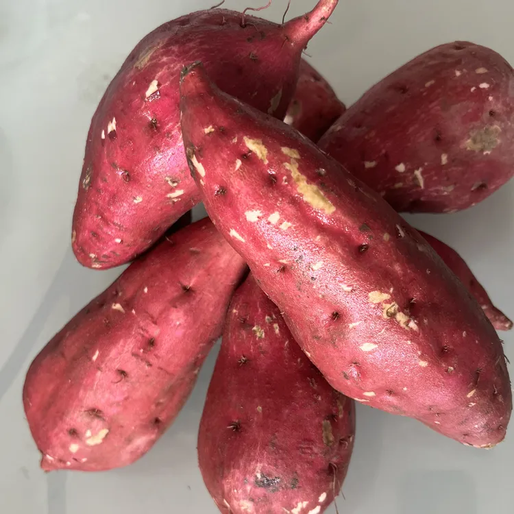 板栗红薯湖南湘西本地板栗红薯农家自种香甜粉面现挖现发老少皆宜