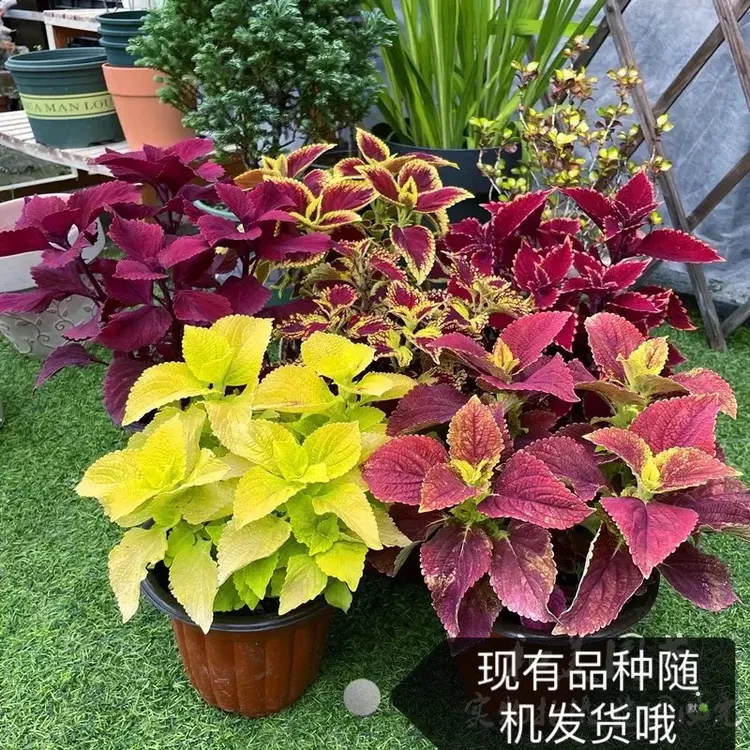 彩叶草盆栽花卉五彩苏观叶植物室内阳台庭院花园彩虹彩叶草大苗