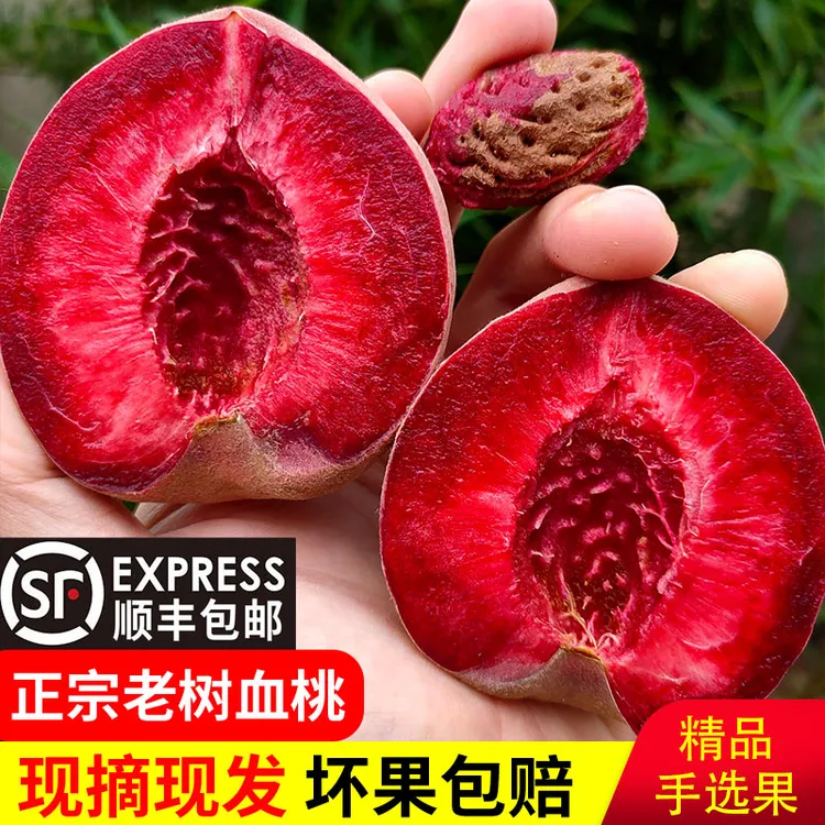 老树红肉血桃晚熟现摘现货新鲜水果当季离核朱砂胭脂红毛桃子