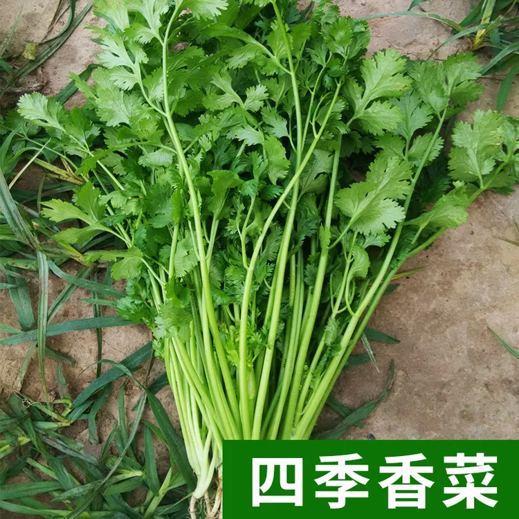 老品种香菜种子家庭种植多茬采收芫荽种子简单四季