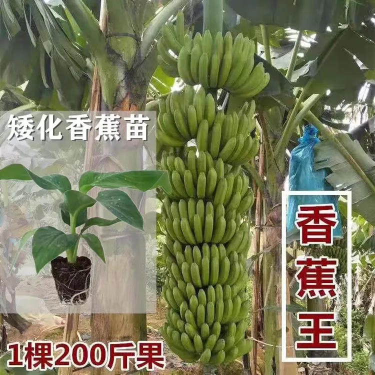 正宗香蕉王威廉斯B6香蕉苗果树果苗香蕉树苗大全南方种植当年结果