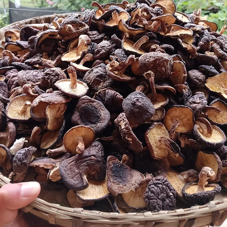【五子甄选】香信菇现收山货土特产椴木干香菇蘑菇自然晒干干菌菇