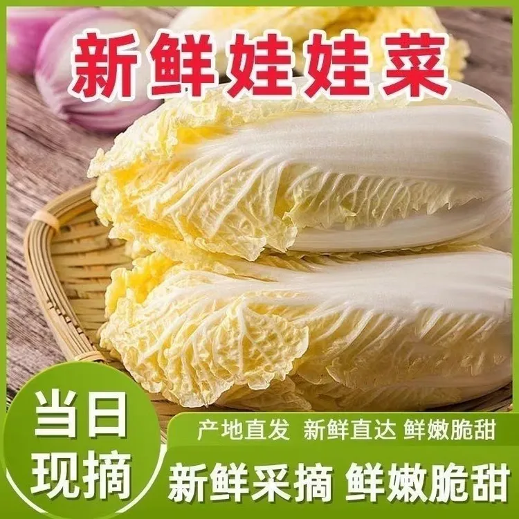 甘肃高原露天现摘黄心娃娃菜新鲜应季蔬菜