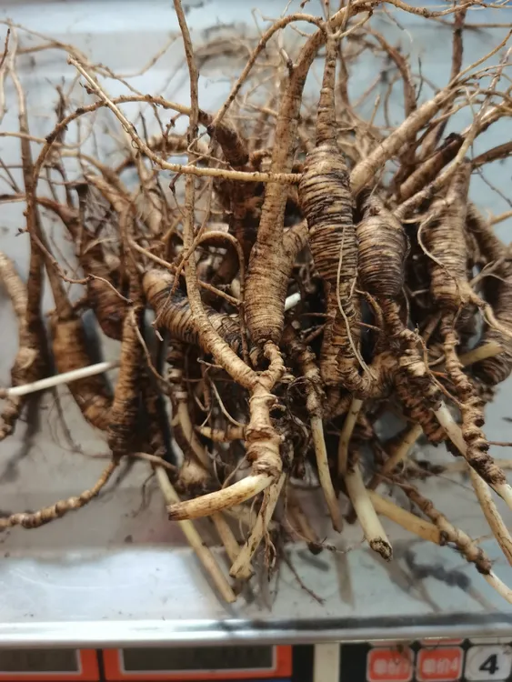 东北长白山林下参可煲汤泡酒泡水的新鲜小吃货