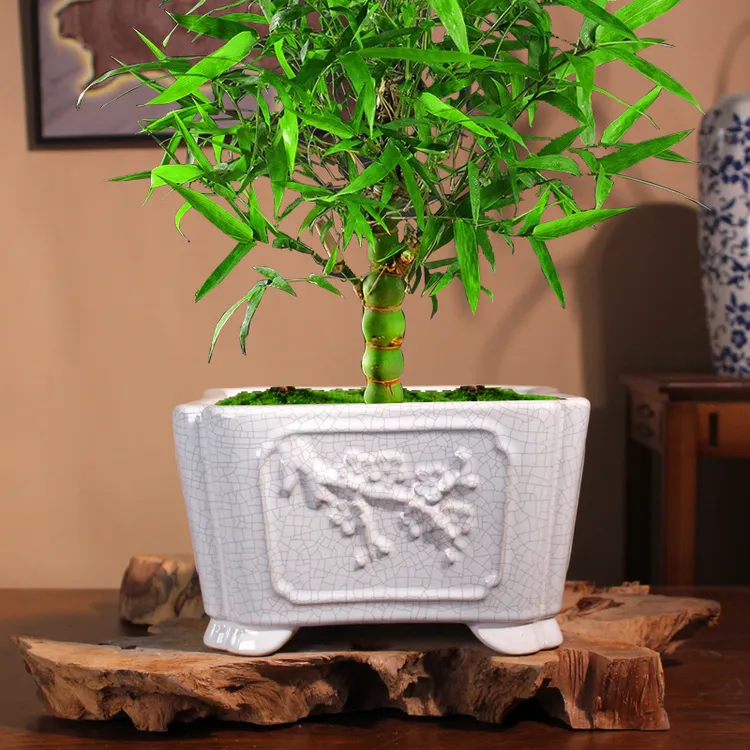 花盆冰裂陶瓷四方植物佛肚竹文竹盆栽家居盆景多肉