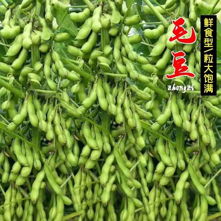 大粒九月鲜又名九月寒晚熟毛豆种子高产鲜食重阳豆菜用毛豆蔬菜种