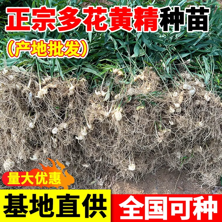四川多花黄精苗块茎3公分以上50棵（种8个平方左右）