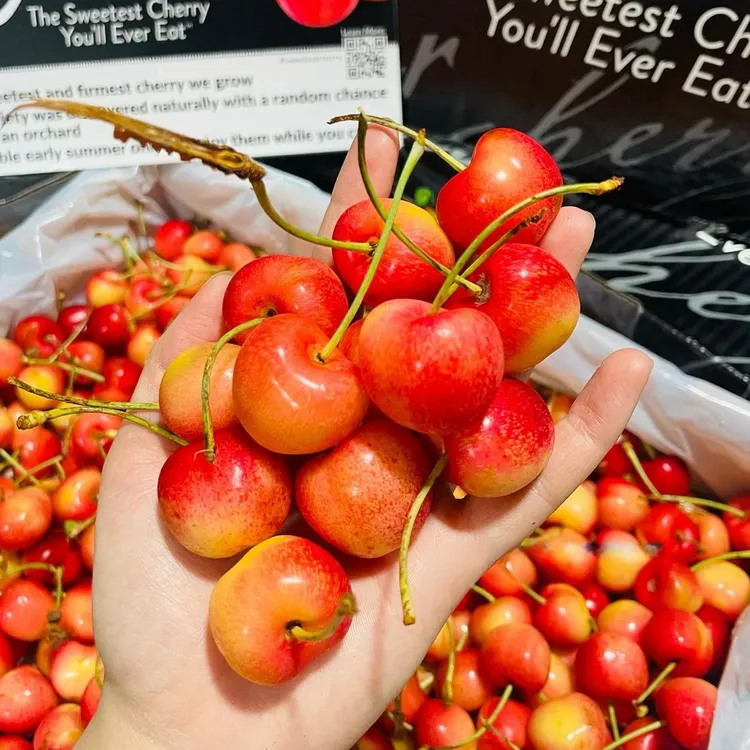 “天空之城” 斯凯拉雷智利空运JJ 内附果径卡【顺丰空运】